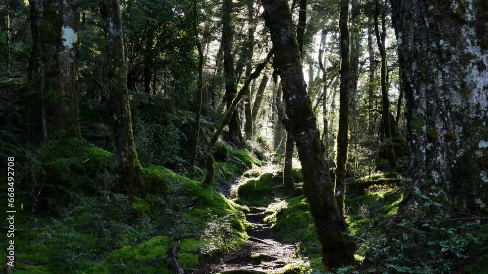 sunlight poking through dense forest canopy sunlight poking through dense forest canopy