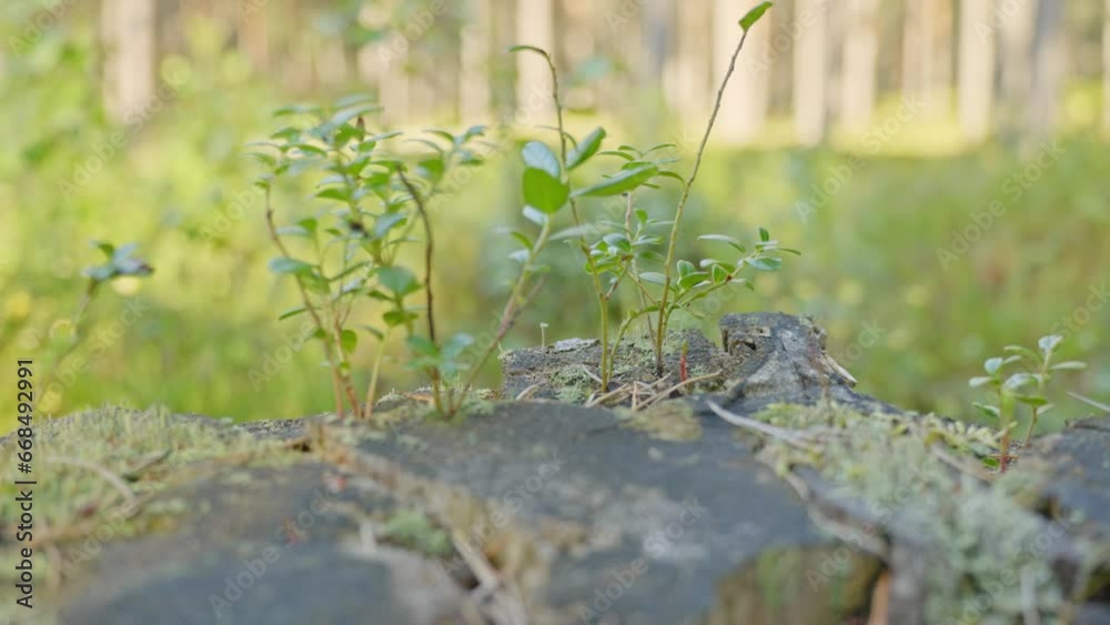Young plant emerges from tree stump after deforestation Young plant emerges from tree stump after deforestation