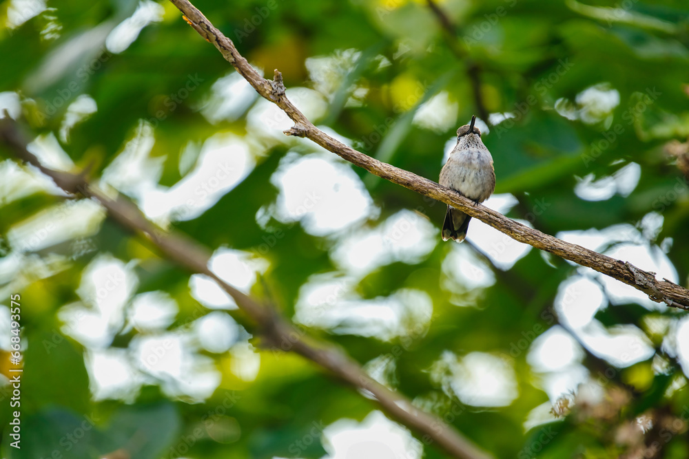 Ruby-Throated Hummingbird perched on a bare branch in front of green leaves Ruby-Throated Hummingbird perched on a bare branch in front of green leaves