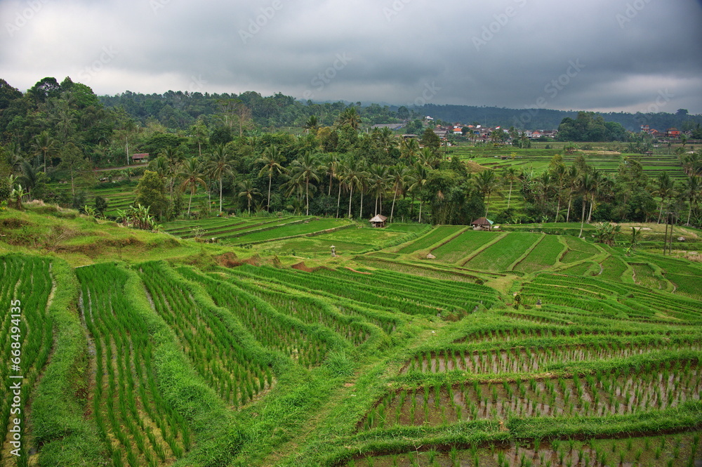 Scenic view of beautiful rice fields in Indonesia