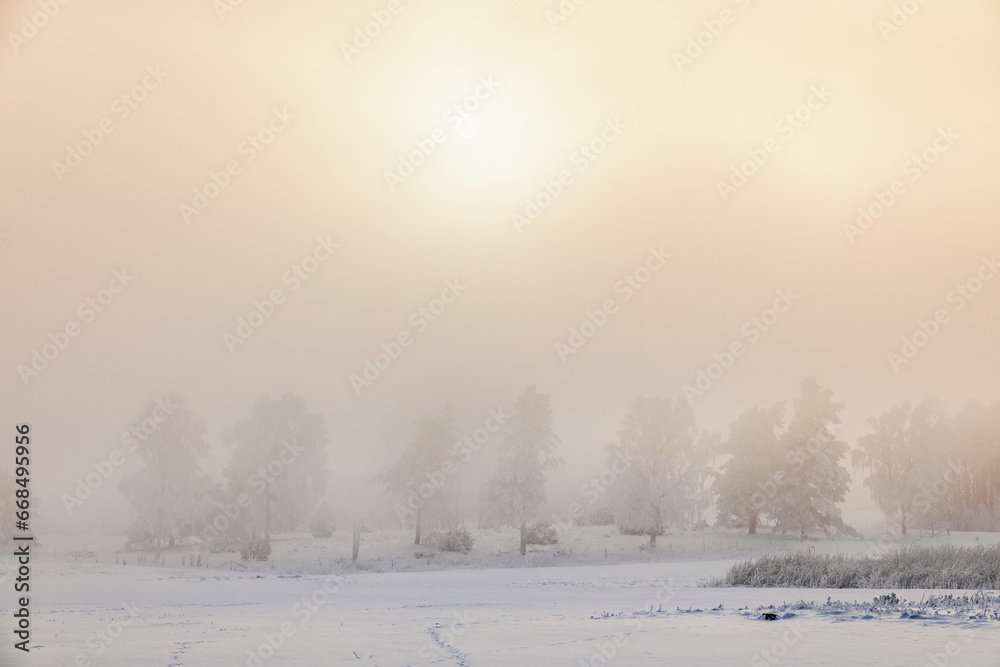 Cold fog on a winter's day by a grove of trees in the countryside Cold fog on a winter's day by a grove of trees in the countryside
