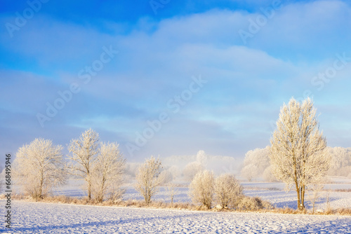 Wallpaper Mural Hoar Frost covered trees in a rural winter landscape view Torontodigital.ca