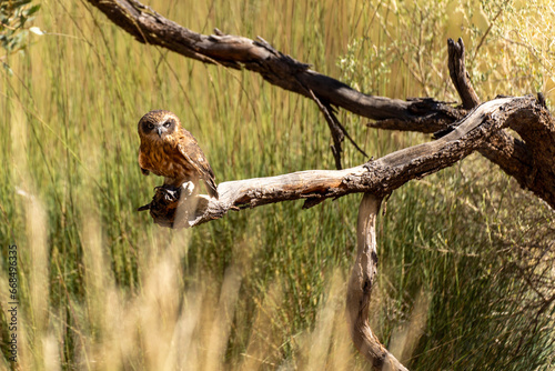 Australian boobook in the wild. Alice Springs, Central Australia. photo