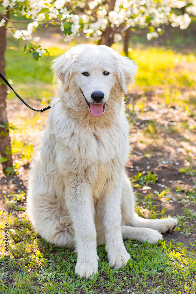 Maremma Abruzzese Sheepdog sits in the park against a background of blooming flowers. Maremma Abruzzese Sheepdog sits in the park against a background of blooming flowers.
