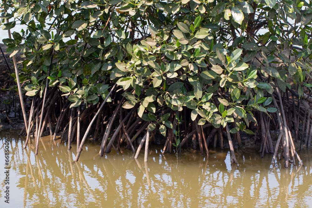 Naklejka premium mangrove trees whose roots stick out