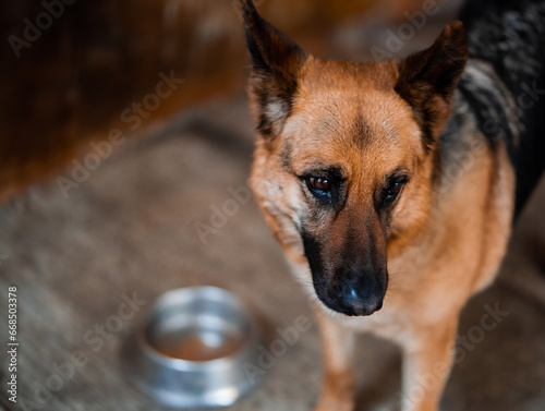 sad dog without food
