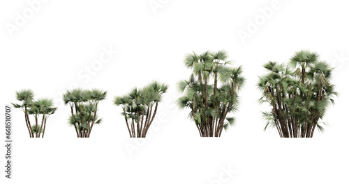 3d illustration of set acoelorrhaphe wrightii palm isolated on transparent background photo