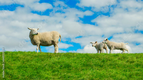 Lambs and Sheep on the dutch dike by the lake IJsselmeer, Spring views, Netherlands photo