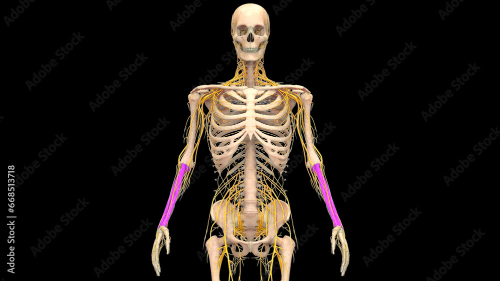 Human Skeleton System Radius and Ulna Bone Joints Anatomy Human Skeleton System Radius and Ulna Bone Joints Anatomy