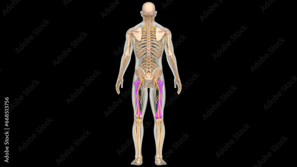 Human Skeleton System Femur Bone Joints Anatomy Human Skeleton System Femur Bone Joints Anatomy