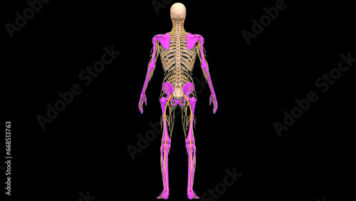 Human Skeleton System Appendicular Skeleton Bone Joints Anatomy