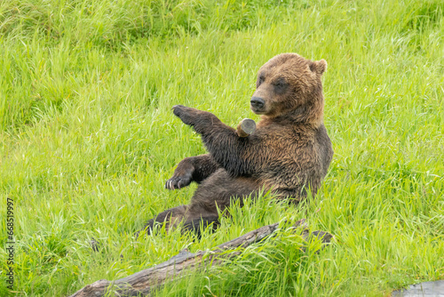 Grizzly bear (Ursus arctos horribilis), also known as silver bear, North American brown bear photo