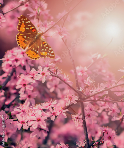 Spring background with pink blossom and fly butterfly. Beautiful nature scene with blooming tree and sun flare