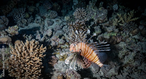 Vibrant zebra lionfish (Pterois volitans) swimming in a tranquil sea