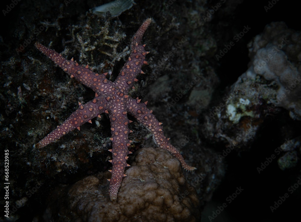 Vibrant giant sea star (Pisaster giganteus) atop a jagged rock in a tranquil aquatic environment Vibrant giant sea star (Pisaster giganteus) atop a jagged rock in a tranquil aquatic environment