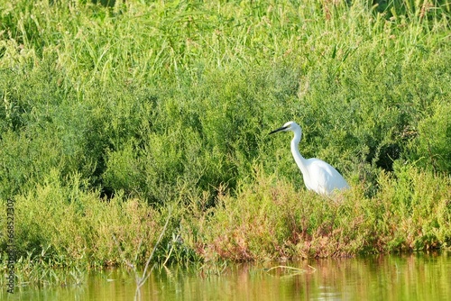 A great white egret walks in search of food.