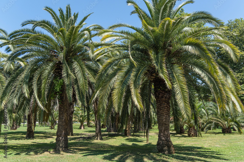 Butia capitata palm, commonly known as jelly palmn in landscape park in Sochi. Palm tree with luxurious turquoise leaves grows in park among evergreens. Nature concept for design. Butia capitata palm, commonly known as jelly palmn in landscape park in Sochi. Palm tree with luxurious turquoise leaves grows in park among evergreens. Nature concept for design.