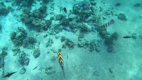 Colourful fish in the Red sea on the background of corals. Sea fish feed