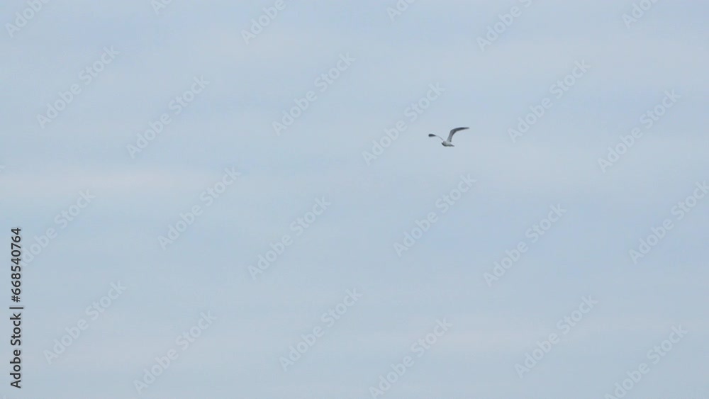 Seagull soaring in clear blue sky. Seagull soaring in clear blue sky.