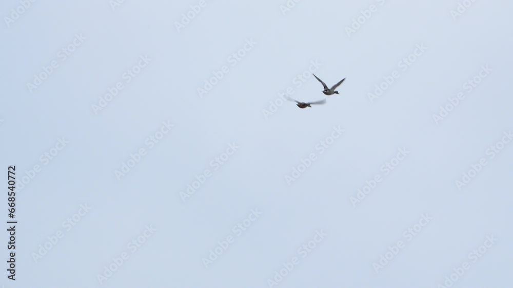 Two birds soaring against a clear sky - ducks. Two birds soaring against a clear sky - ducks.