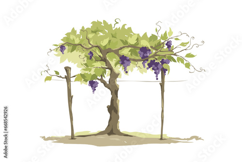 Vineyard -- free hand drawing, sketch in watercolor style with purple grapes. Vector illustration, design element for wine products.