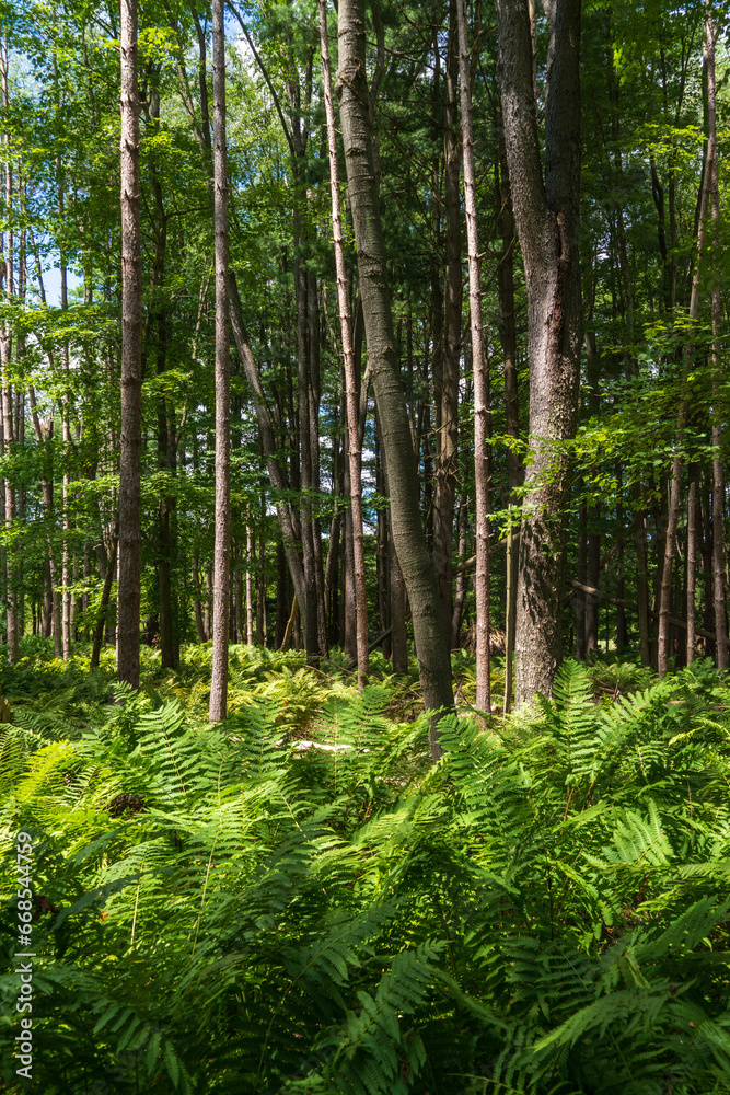 Forest View at Jamestown Audubon Center and Sanctuary Forest View at Jamestown Audubon Center and Sanctuary