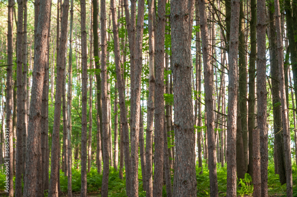 Fototapeta premium Jamestown Audubon Center and Sanctuary