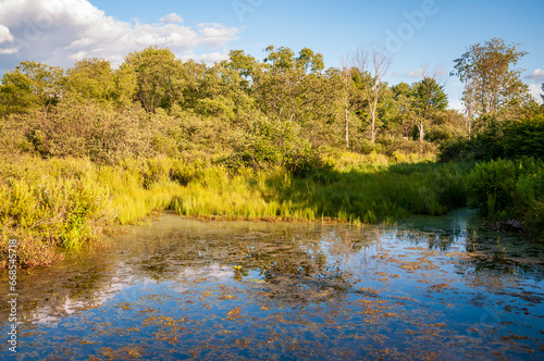 Wetlands at Jamestown Audubon Center and Sanctuary