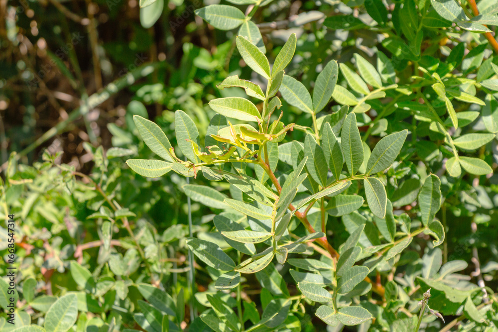 Green leaves of Pistacia lentiscus, also called lentisk or mastic, a dioecious evergreen shrub or small tree of the genus Pistacia native to the Mediterranean Basin. Tipaza, Tipasa, Algeria. Green leaves of Pistacia lentiscus, also called lentisk or mastic, a dioecious evergreen shrub or small tree of the genus Pistacia native to the Mediterranean Basin. Tipaza, Tipasa, Algeria.