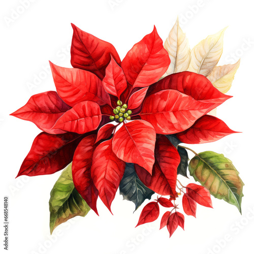 Elegant watercolour illustration of a red poinsettia branch on white background