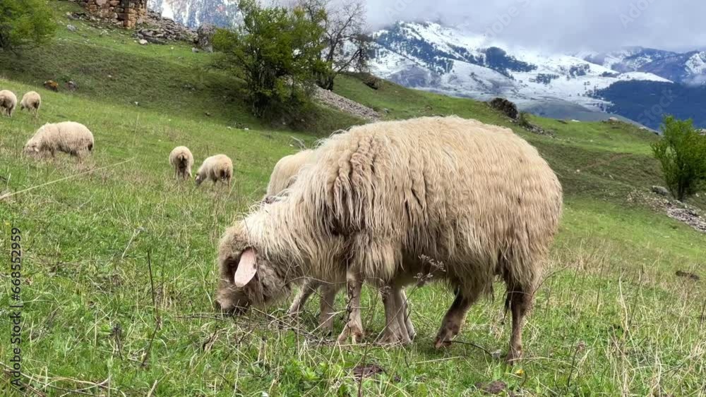 A flock of sheep grazing in the mountains against the backdrop of the Caucasus Mountains. Ingushetia, Caucasus, Russia. Beautiful spring landscape. A sheep with a lamb on a mountain slope. 4K A flock of sheep grazing in the mountains against the backdrop of the Caucasus Mountains. Ingushetia, Caucasus, Russia. Beautiful spring landscape. A sheep with a lamb on a mountain slope. 4K