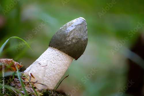 Detailed view of a stinkhorn against a blurred background