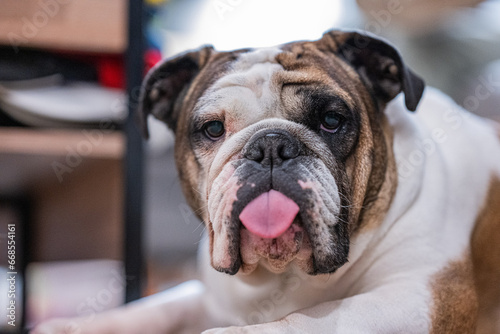 Funny face of a english bulldog showing the tong