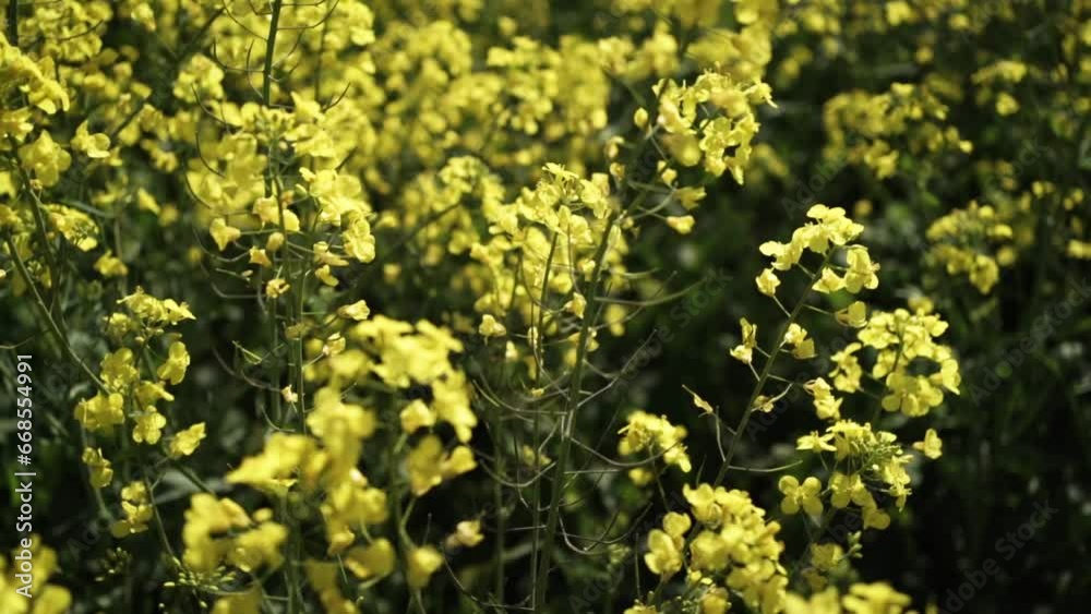 Canola Field Blooming. Yellow Flowers On The Field. Rapeseed Field Canola Field Blooming. Yellow Flowers On The Field. Rapeseed Field