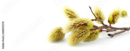 Willow branches fluffy catkins banner. Bloom stick stem twig. Generate Ai