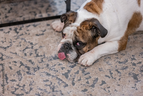 Fototapeta Naklejka Na Ścianę i Meble -  Funny face of a english bulldog showing the tong