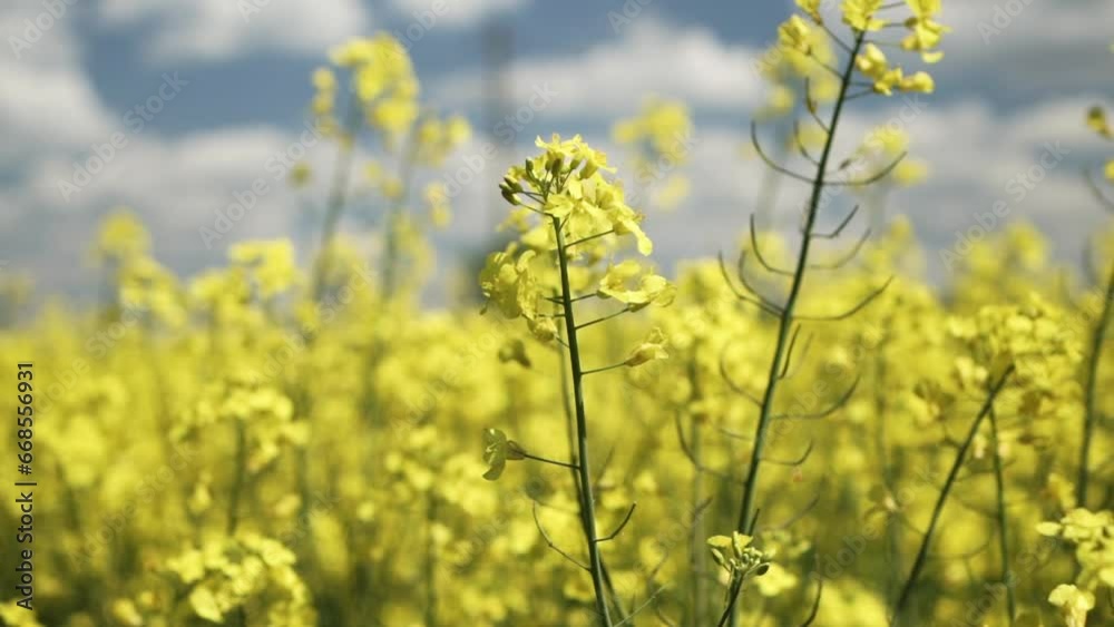 Canola Field Blooming. Yellow Flowers On The Field. Rapeseed Field Canola Field Blooming. Yellow Flowers On The Field. Rapeseed Field