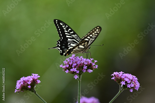 Swallowtail butterfly and purple flower. 