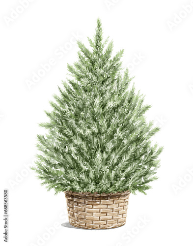 Watercolor vintage green classic Christmas tree in basket isolated on white background. Hand drawn illustration sketch