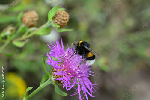 bumblebee on the purple flower copy space    © Irina