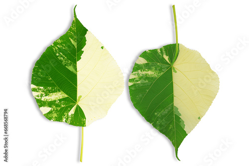 Variegated Pterospermum acerifolium willd leaf on white background with clipping path photo
