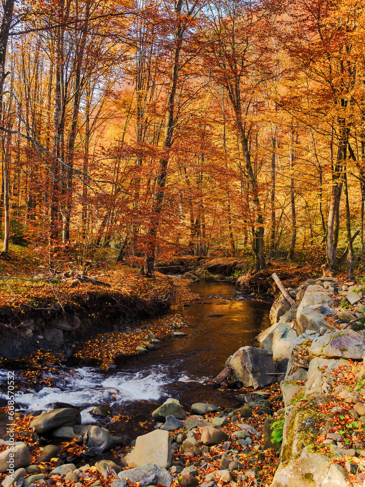 trees in red and orange foliage on the river bank. water stream with rocky shore in the valley. sunny forenoon trees in red and orange foliage on the river bank. water stream with rocky shore in the valley. sunny forenoon
