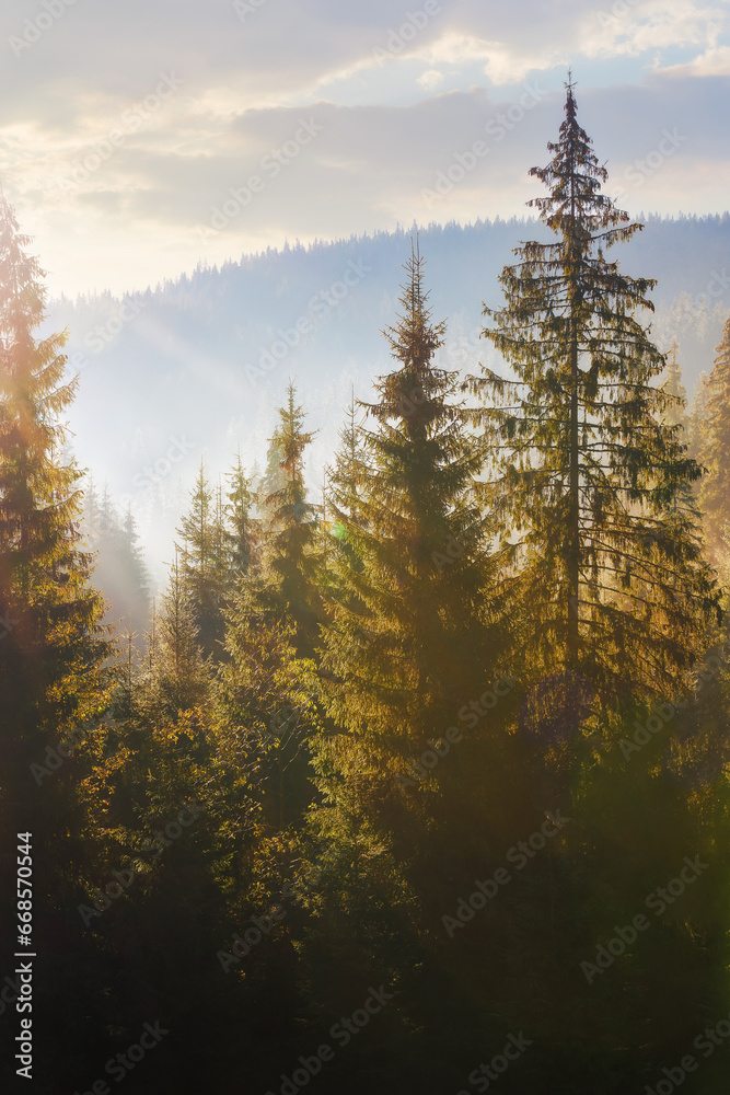 nature background of coniferous forest in mist. beautiful autumn season in mountains. sunny morning