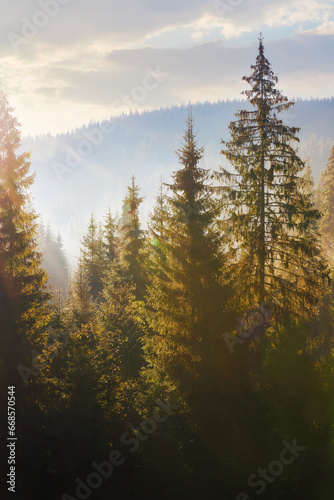 Obraz na płótnie nature background of coniferous forest in mist. beautiful autumn season in mountains. sunny morning w salonie