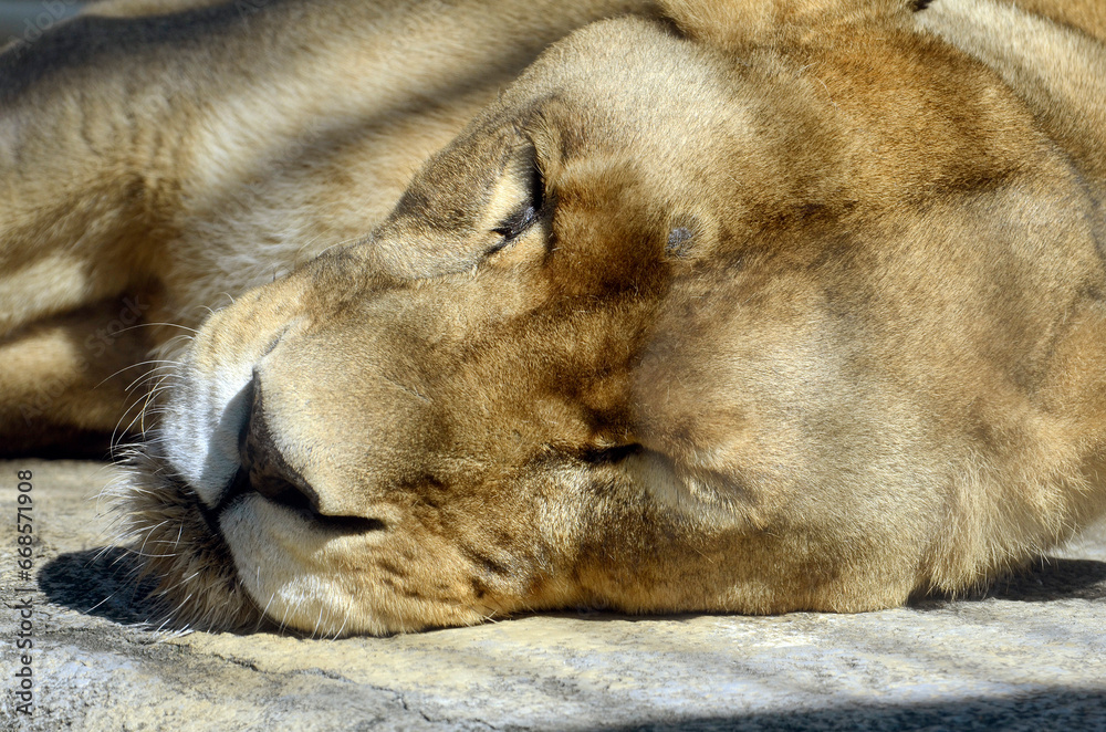 Naklejka premium ライオン