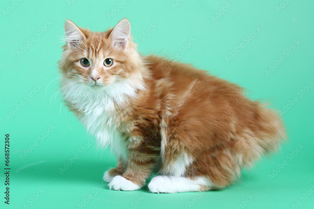 red color Kuril bobtail kitten close up photo on green background