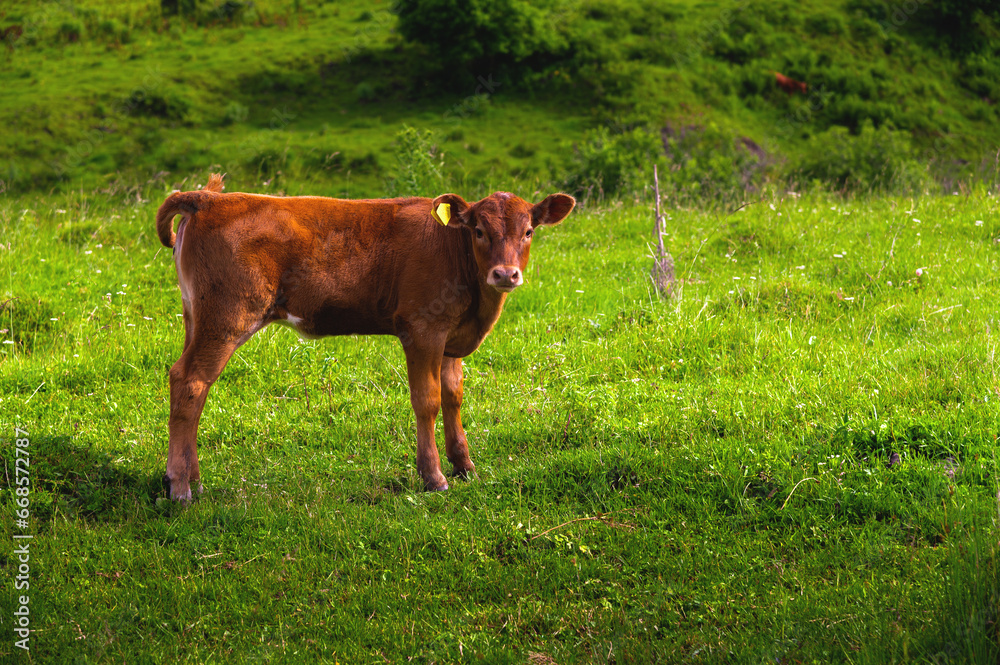 brown calf stands on green grass and looks at the camera. a young bull curiously explores the area while grazing in the spring or summer outdoors brown calf stands on green grass and looks at the camera. a young bull curiously explores the area while grazing in the spring or summer outdoors