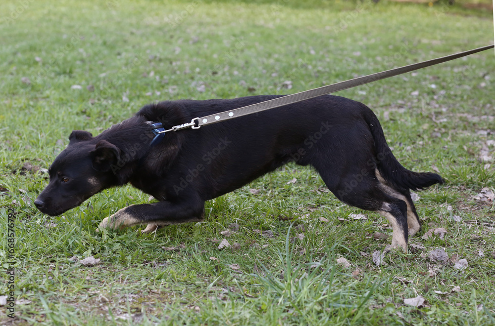 black dog full body photo on green grass background black dog full body photo on green grass background