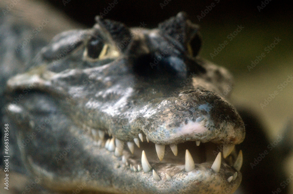 Obraz premium メガネカイマン