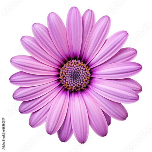 Purple daisy flowet blossom isolated on transparent background transparency 